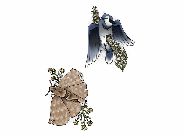 Illustration | © Proyecto: Naturaleza Frágil. Estudiante: María Huete Vega